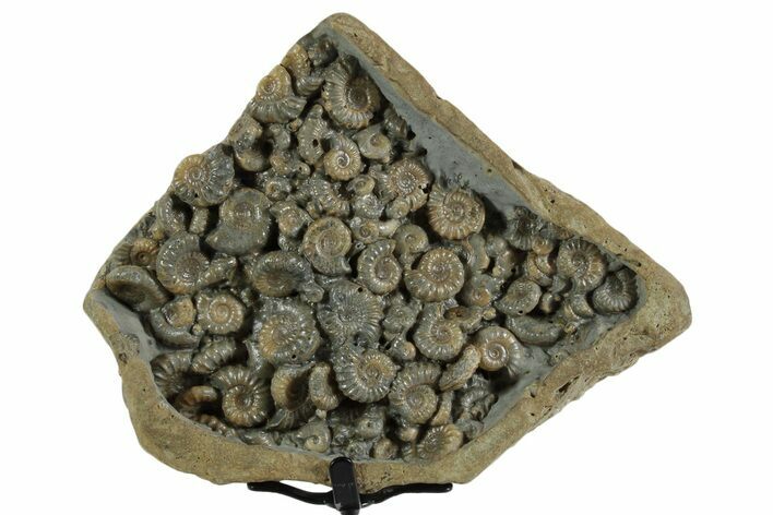 Ammonite (Promicroceras & Cymbites) Cluster - England #351234